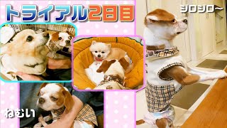 【保護犬トライアル2日目】保護犬3匹の個性が爆発!! ある意味みんなマイペースです。