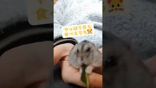 ひたすらブロッコリーの葉っぱを食べるはむ助#ハムスターのいる生活 #ハムスター #hamsters #ジャンガリアンハムスター #ジャンガリアン #可愛い