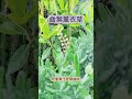 很台灣味的混合種植：香草 + 野菜