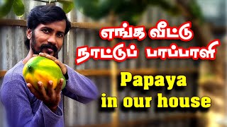 எங்க வீட்டு நாட்டு பப்பாளி / Papaya in our house