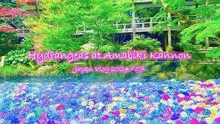 Hydrangeas at Amabiki Kannon (Rakuhoji) | Ibaraki, Summer, Temple | Japan Vlog