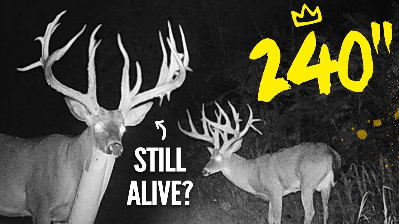 We Found An Ohio 240" Urban Giant Buck... AND HE'S ALIVE! - YouTube