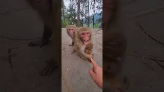 Mother monkey doesn't allow anyone to touch her baby  🐒 #dzistic