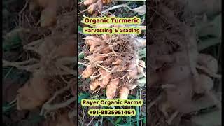 Organic Turmeric Harvesting and Grading complete process அங்கக மஞ்சள் அறுவடை, தரம் பிரித்தல்