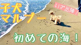 子犬マルプー初めて海へ行ってみた！