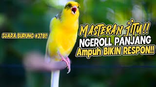 SUARA BURUNG |378| Kenari GACOR PANJANG INI Cocok untuk Masteran KENARI PAUD dan Kenari Macet BUNYI