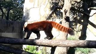 レッサーパンダ（キク）＠野毛山動物園20181022