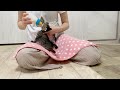 生後29日 キュルキュル鳴きながら走り回る子猫【山菜兄妹 28】kitten running around meowing in a good mood.