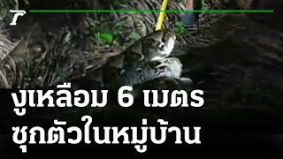 ชาวบ้านผวางูเหลือม 6 เมตร ซุกตัวในหมู่บ้าน | 09-08-64 | ตะลอนข่าว