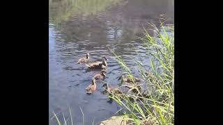 어미오리가 10마리의 아기오리들을 어느덧 이렇게 키웠네요..(baby ducks brought up by the care of a  mother duck)