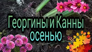 Георгины и Канны осенью / Когда выкапывать и как хранить луковицы цветов