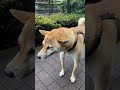 逆くしゃみしている愛犬 70