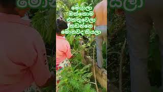 #lankan #trending village පොතු දඹල කියන්නේ හොඳ ගුණ කෑමක් ඔයාලත් ගෙදරක වැලක් හදාගන්න❤️❤️❤️❤️