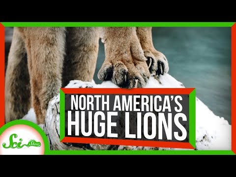 Did lions ever live in North America?