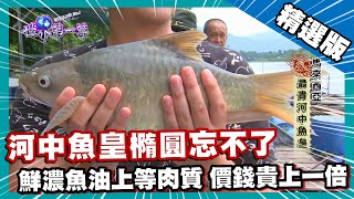 【馬來西亞】最貴河中魚皇橢圓忘不了 頂級魚種料理方式超講究｜《世界第一等》871集精華版