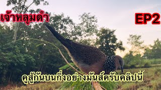 นกเขาใหญ่ต่อกิ่ง [เจ้าหลุมดำ] EP2 ไต่ไปไต่มาบนยางแบบไม่ติด 0934658043