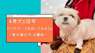 【愛犬と日常】ドッグブーツを履いてみよう！〜靴の選び方・必要性〜