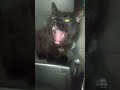 Kitten meows and yawns at the same time