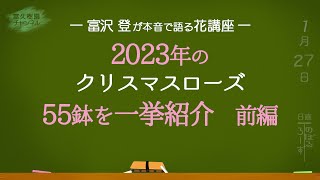 2023年のクリスマスローズ　55鉢を一挙紹介　前編　ー富沢 登が本音で語る花講座ー　富久樹園ch