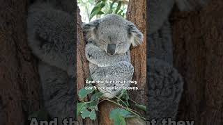 Koala Is The Dumbest Animal In The World