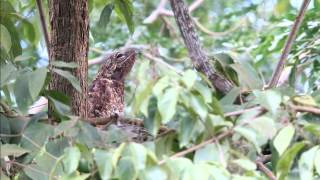 Great Potoo