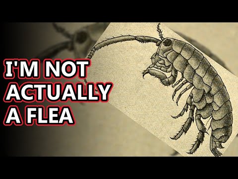 Are sand fleas scavenger?