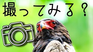 【動物園の鳥】超望遠レンズ150-600mmで撮影！