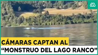 El "Monstruo del Lago Ranco": Este sería el verdadero animal captado en Los Ríos