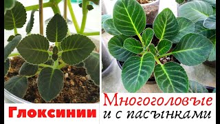 У ГЛОКСИНИИ несколько ПАСЫНКОВ из одного клубня / ЧТО делать?