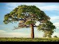 How to implement Decision Tree Classifier from Scratch in Python | Explanation and Code