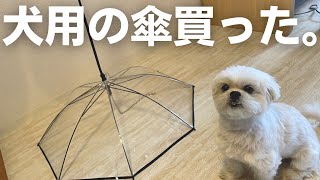 雨の日散歩用に犬用の傘を買いました / マルチーズ×ペキニーズ