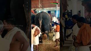 ഇതാണ് ഭാഗ്യം 😯 just missed Guruvayur Indrasen elephant short status video ഇന്ദ്രസെൻ ഗുരുവായൂർ