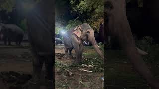 ഒറ്റ കൊമ്പ് മാത്രമുള്ള ആനയെ കണ്ടോ..! #viral #elephant