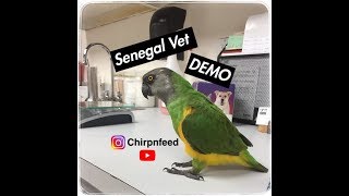 Senegal Parrot Vet Visit