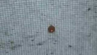 Exploding Pumpkin (not really)
