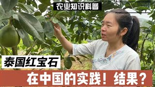 泰国红宝石在中国的实践种植？结果是如何！苗木正宗是关键