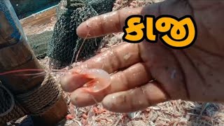 કાજી 🦐🦞🤔 | કોલમી કેવી હોય | દરિયાની કોલમી || #viral  #સમુદ્રીલુટેરા #fishing #boat #virlvideo