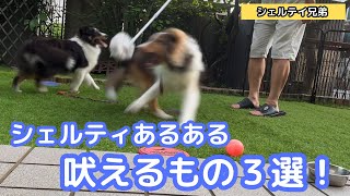 【シェルティ兄弟】シェルティは吠える犬種でうるさい？　吠えるものご紹介。