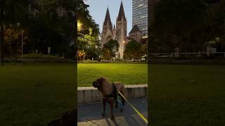 Brisbane City #dog #History #Church #Architectural  #Buildings #Sharpe