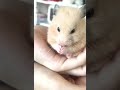 足までキレイキレイ🐹✨キンクマ slow playback of grooming