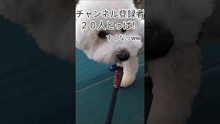 総視聴回数10000回突破🥳ありがとう！#ビションフリーゼ#犬#パウダーパフ