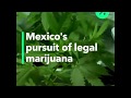 Mexico's Pursuit of Legal Marijuana