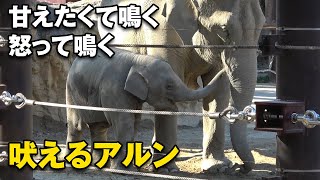 甘えてワオ～ン！怒ってワオ～！吠える仔象アルン（上野動物園 2021/11/13）