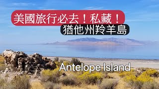 ￼ Utah Antelope Island and the Great Salt Lake！我們竟然￼偶遇北美郊狼！😱