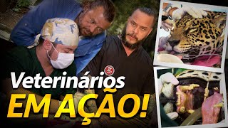 OS VETERINÁRIOS MAIS SELVAGENS DO BRASIL! | RICHARD RASMUSSEN