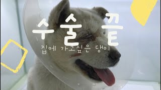 유기견 수술-끝나도 끝난게 아님