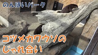 のんほいパーク コツメカワウソのじゃれ合い（2024/2/17）