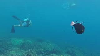 Snuba diving in Kealakekua Bay / Captain Cook south of Kona, Hawaii