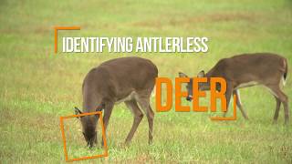 Whitetail playbook: Aging Antlerless Whitetail Deer | The Hunting Page