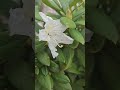 spring flowers różanecznik rhododendron `cunningham s white`